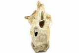 Cretaceous Crocodylomorph Vertebra - Morocco #325118-2
